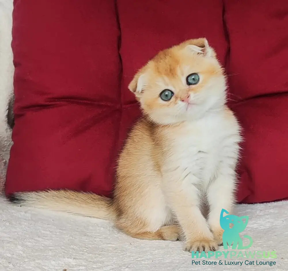 Viva Scottish Fold female black golden shaded - live animals