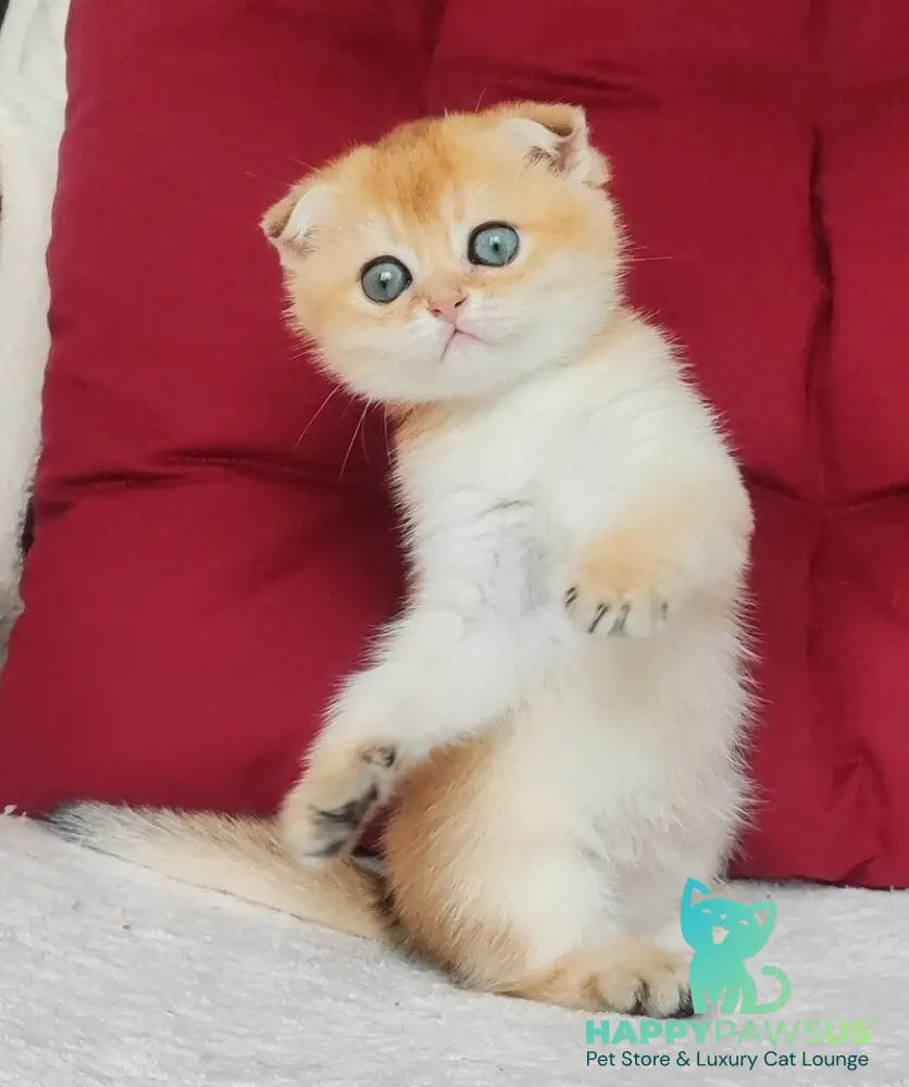 Viva Scottish Fold female black golden shaded - live animals