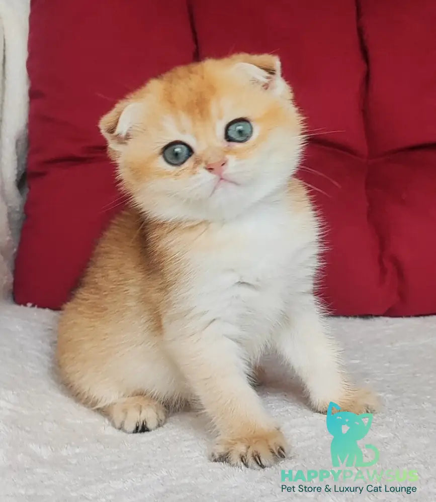 Viva Scottish Fold female black golden shaded - live animals