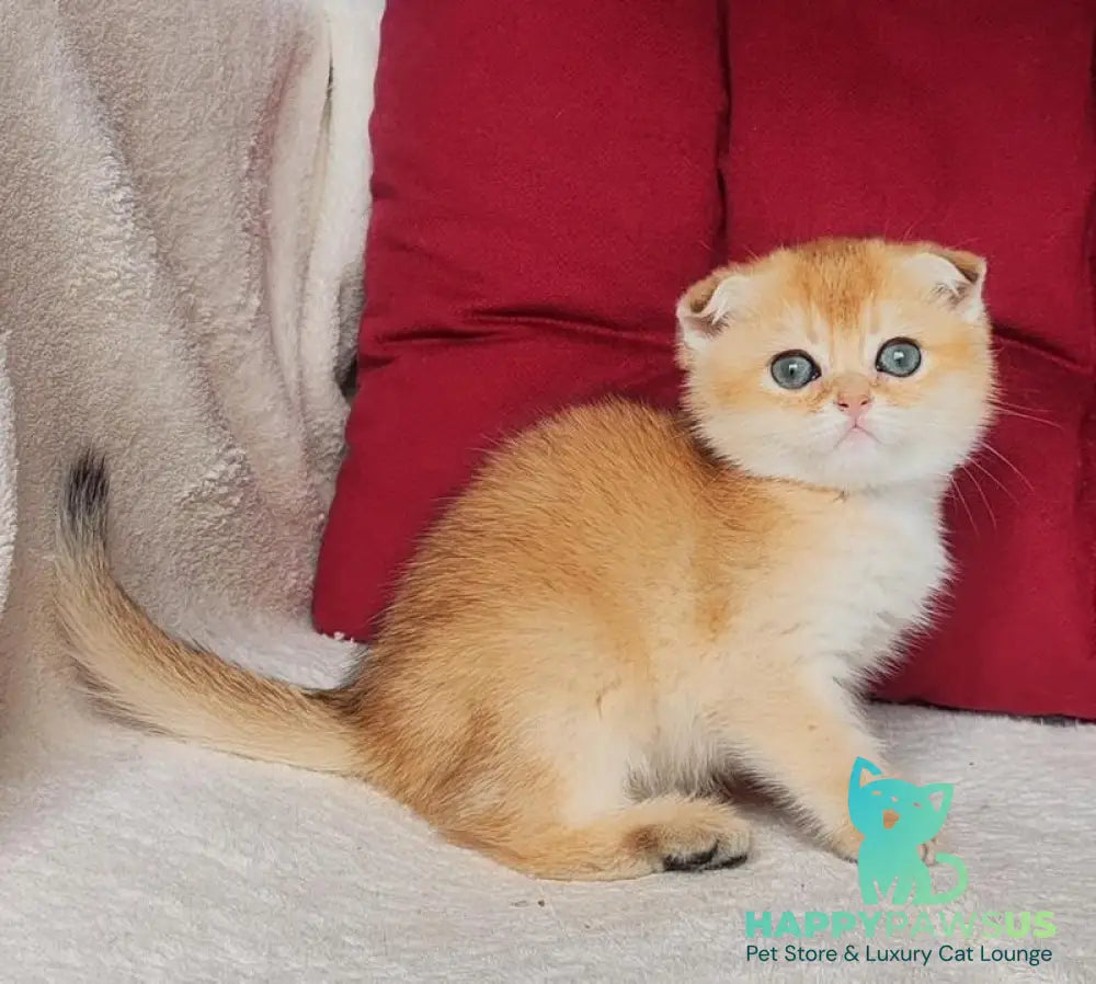 Viva Scottish Fold female black golden shaded - live animals