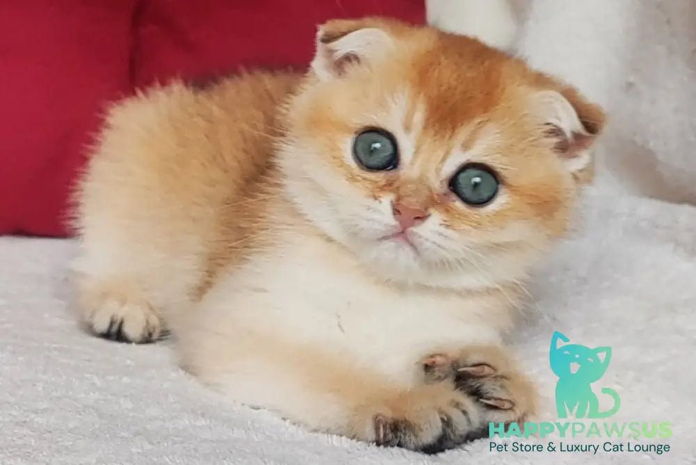 Viva Scottish Fold female black golden shaded - live animals