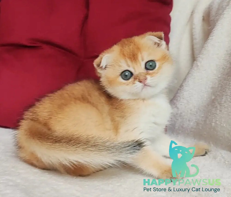 Viva Scottish Fold female black golden shaded - live animals