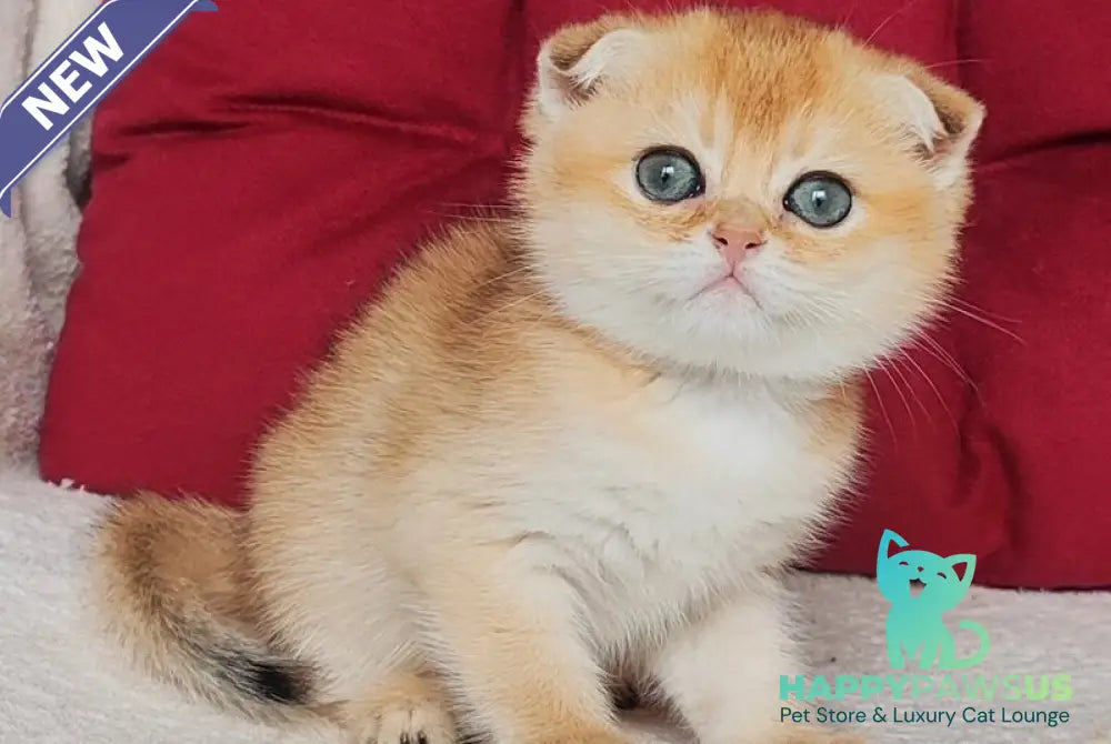 Viva Scottish Fold female black golden shaded - live animals