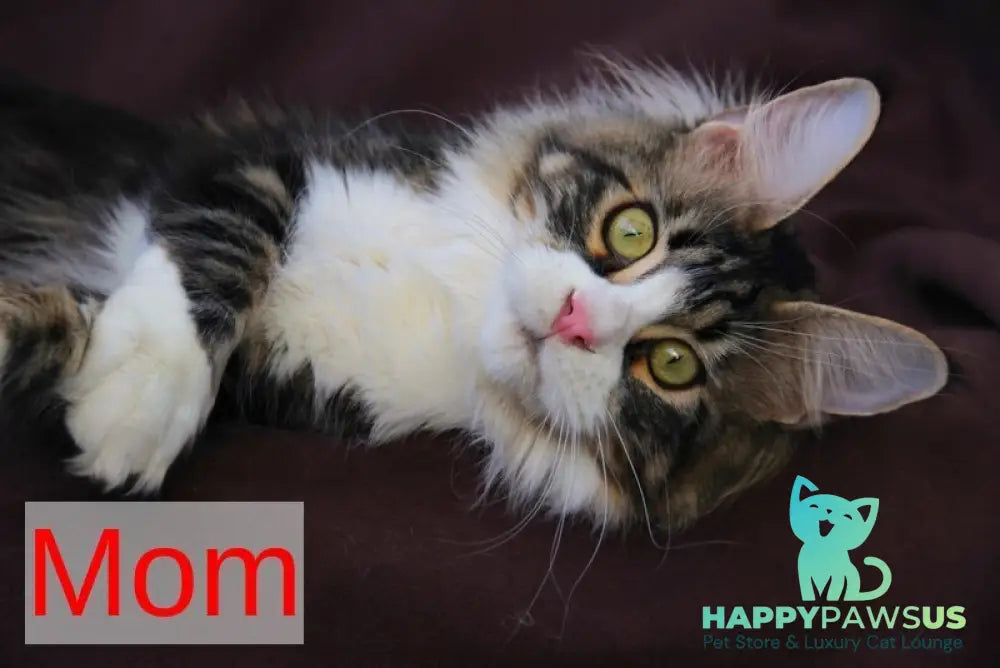Vivaldi Maine Coon male black tabby with white live animals