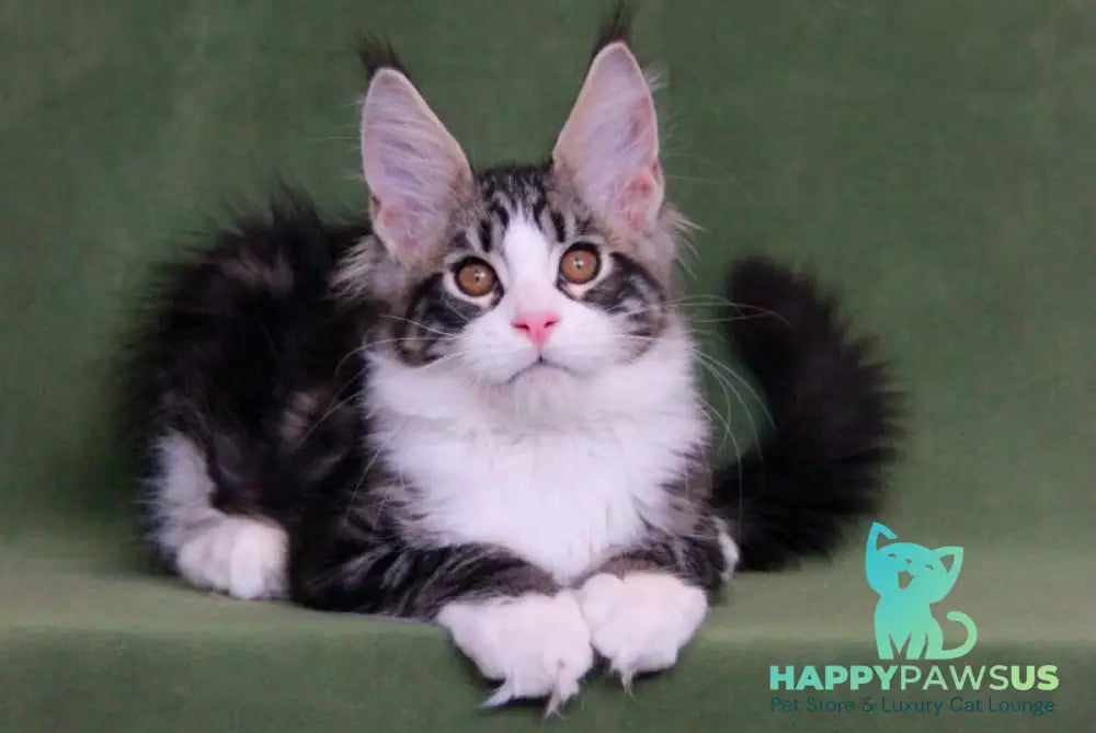 Vivaldi Maine Coon male black tabby with white live animals