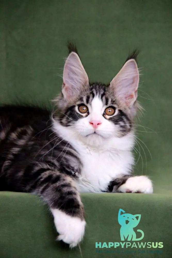 Vivaldi Maine Coon male black tabby with white live animals
