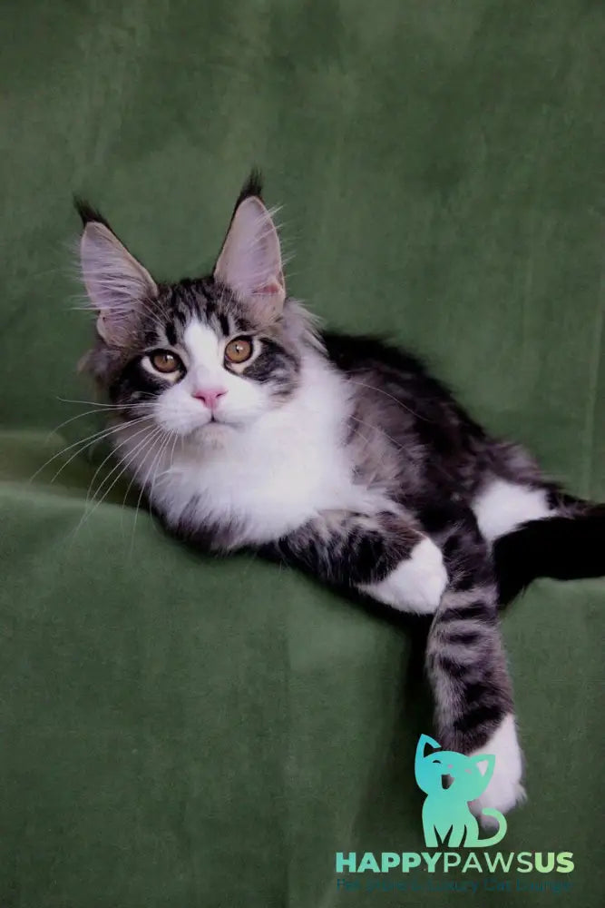 Vivaldi Maine Coon male black tabby with white live animals