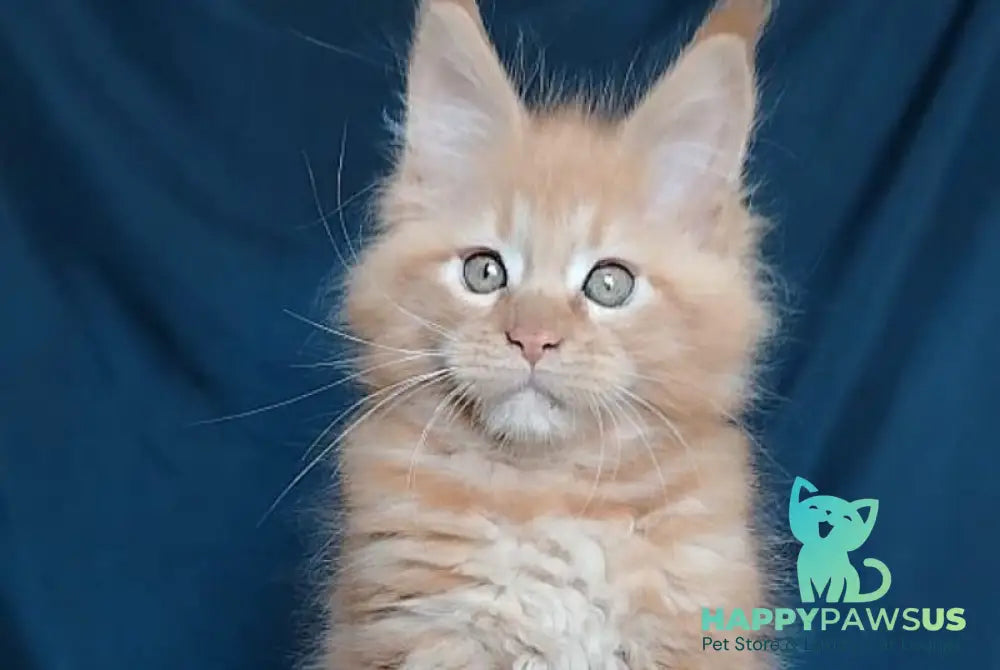 Vivat Maine Coon male red - live animals