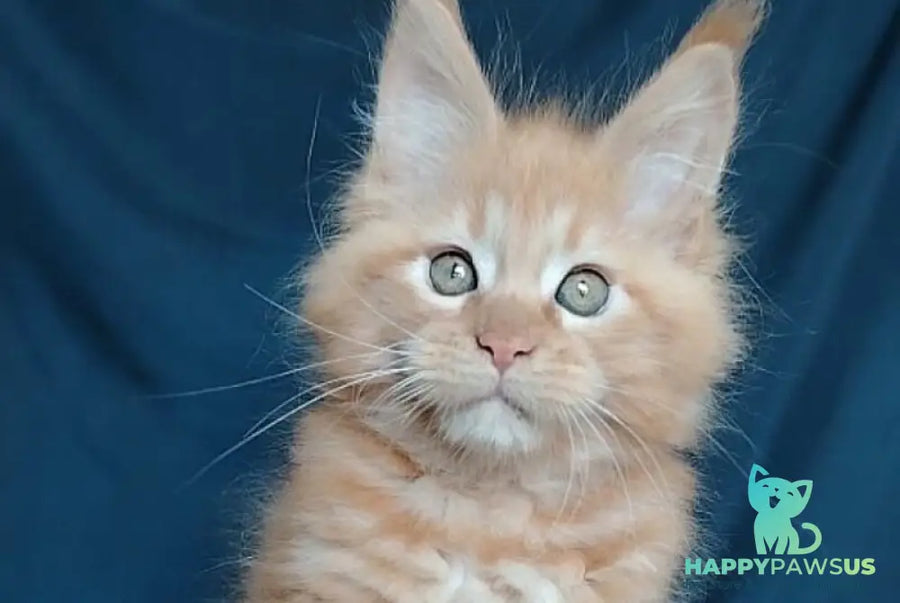 Vivat Maine Coon male red - live animals