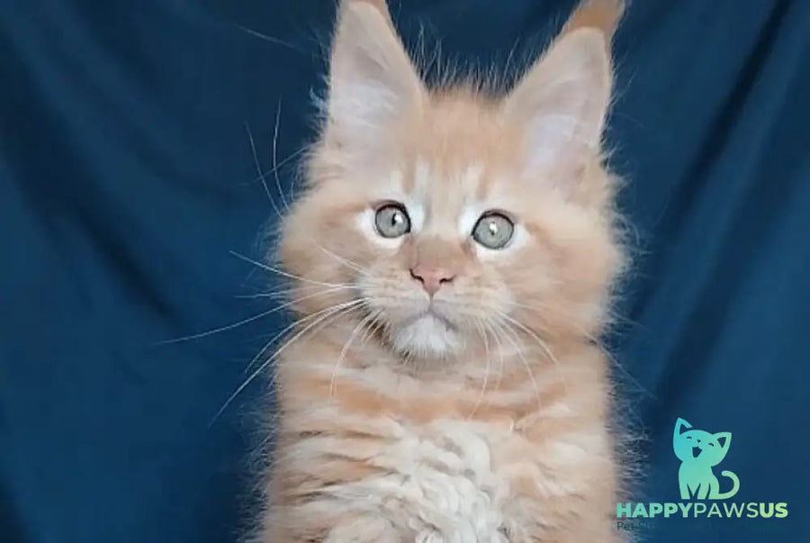 Vivat Maine Coon male red - live animals