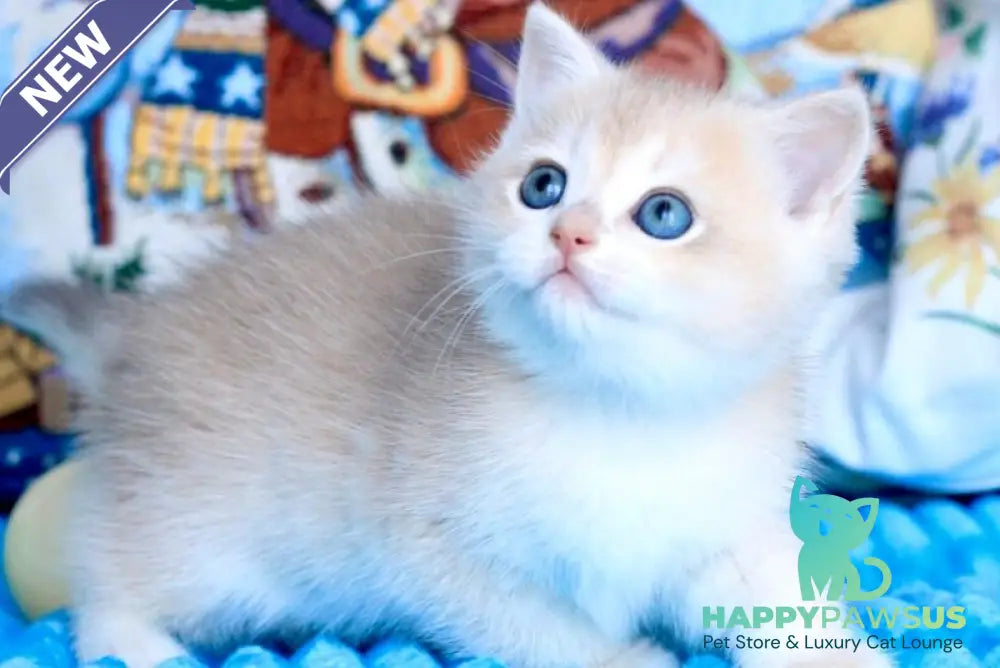 Vivi British Shorthair female blue golden chinchilla - live animals