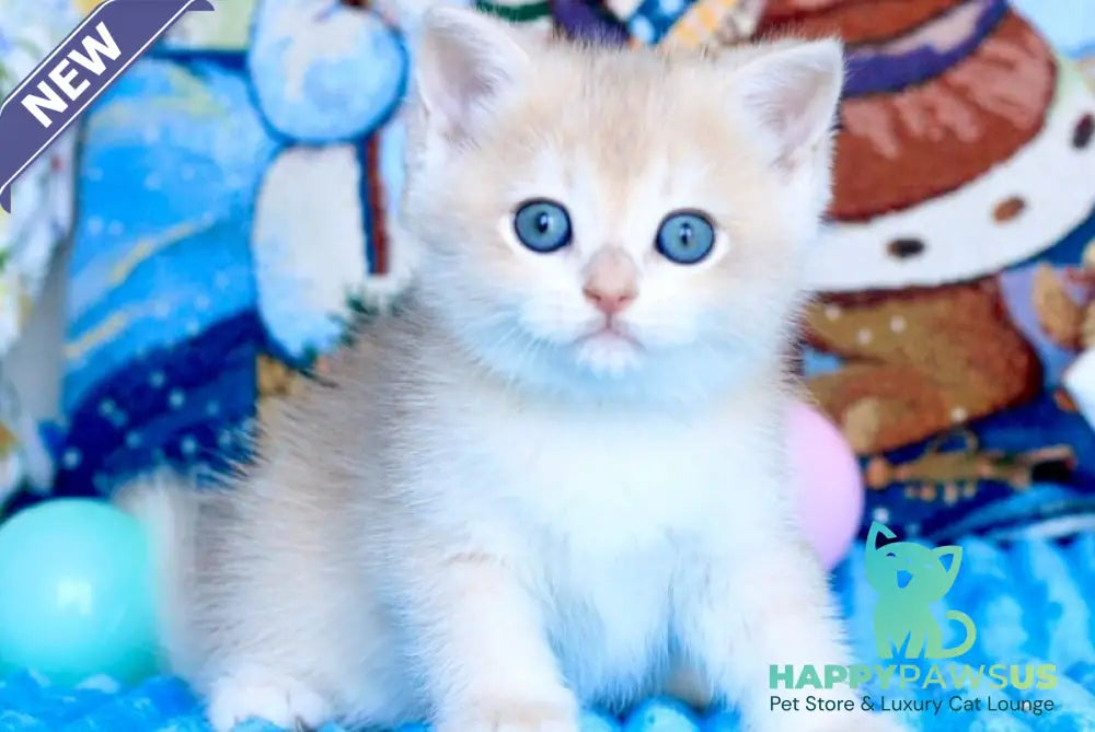 Vivi British Shorthair female blue golden chinchilla - live animals