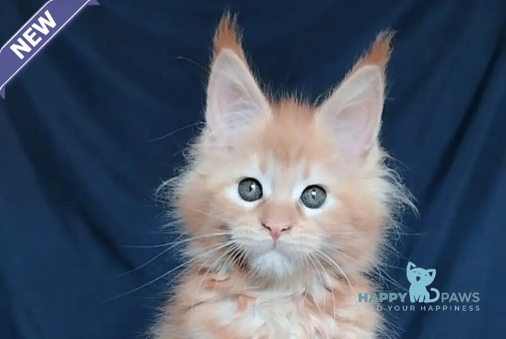 Vivi Maine Coon female red - live animals