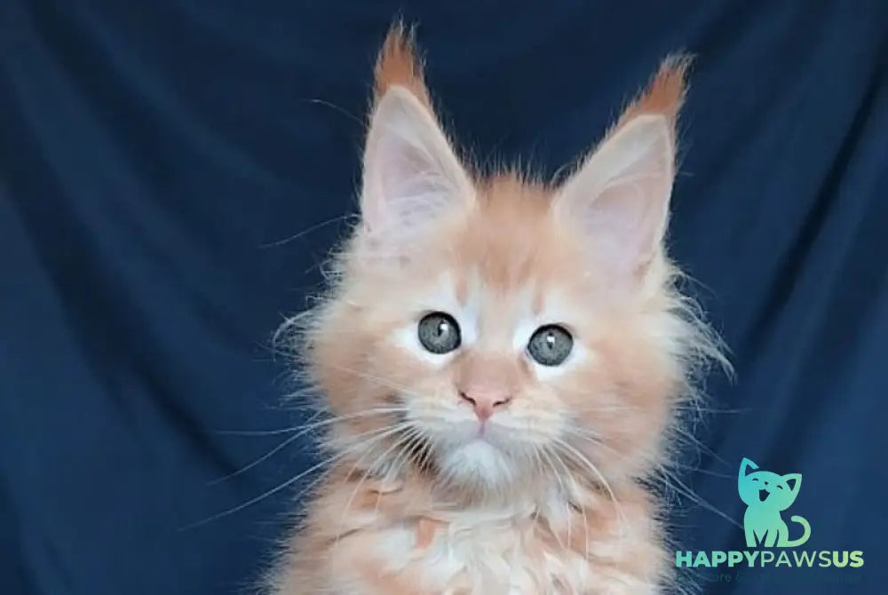 Vivi Maine Coon female red - live animals