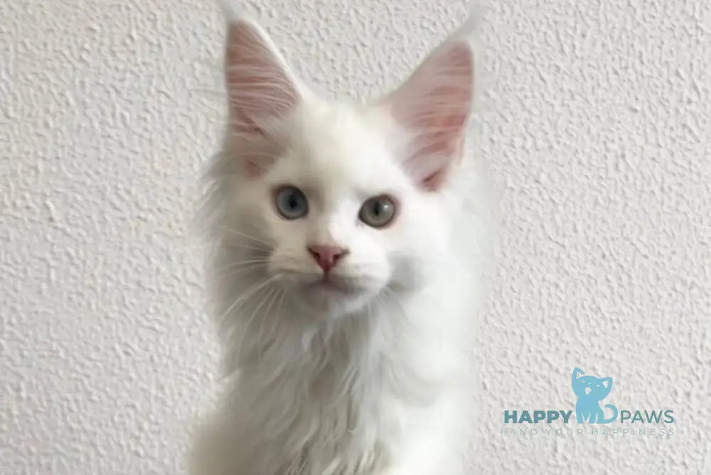 Vivi Maine Coon female white live animals