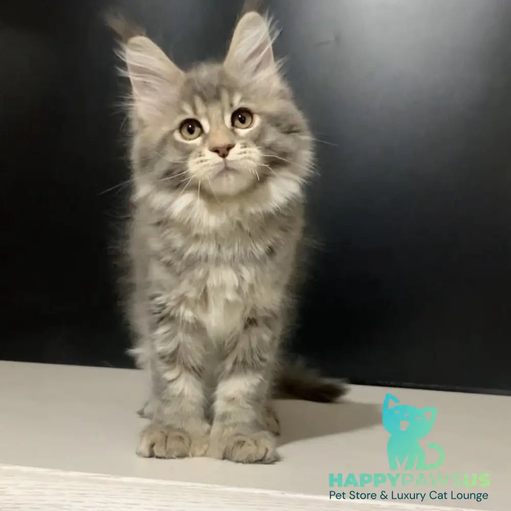 Vivian Maine Coon polydactyl 6x6x6x6 female blue tortie tabby - live animals