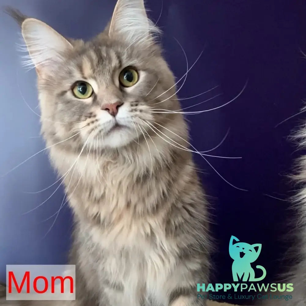 Vivian Maine Coon polydactyl 6x6x6x6 female blue tortie tabby - live animals