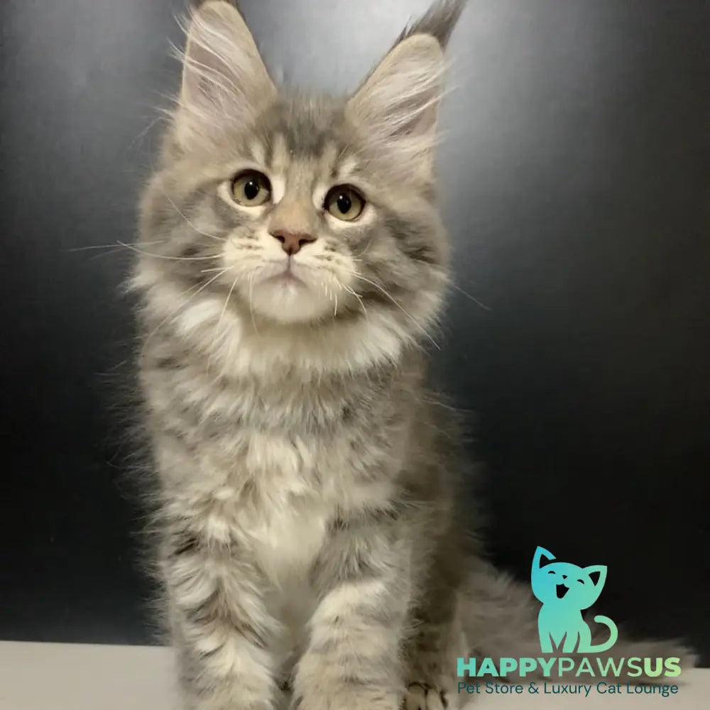 Vivian Maine Coon polydactyl 6x6x6x6 female blue tortie tabby - live animals