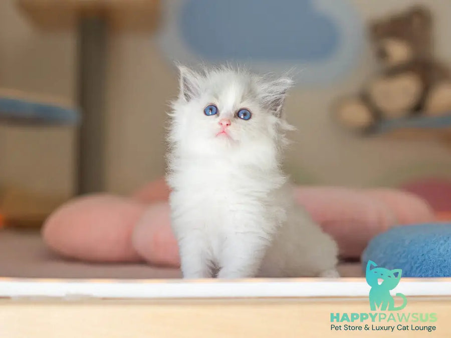 Vivian Ragdoll female blue bicolour - live animals