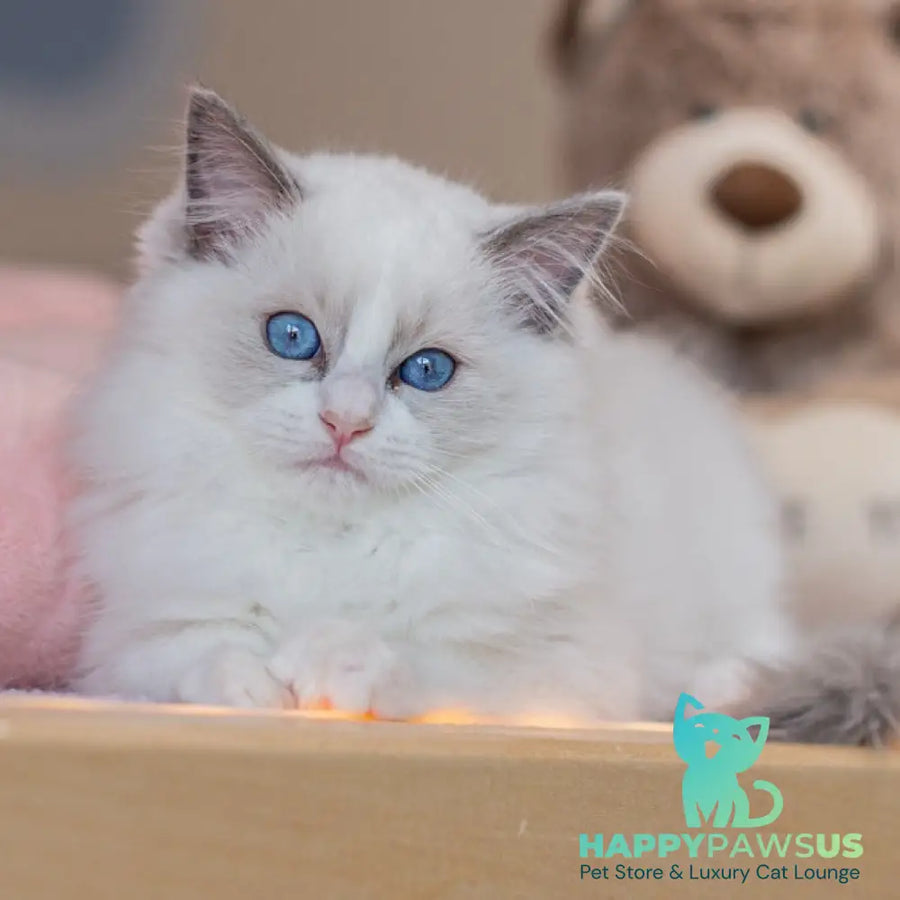 Vivian Ragdoll female blue bicolour - live animals