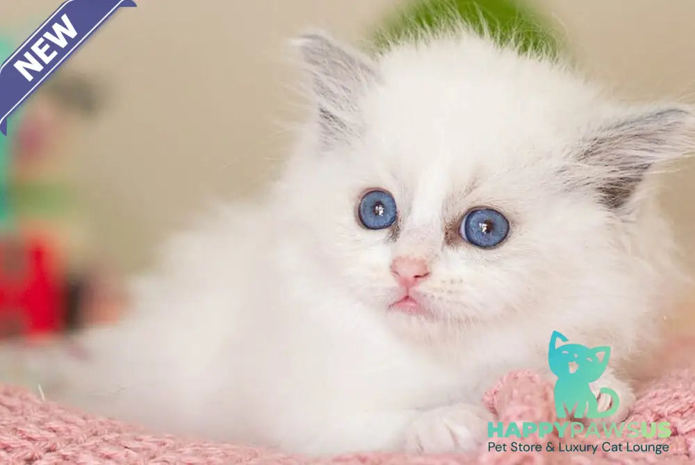 Vivian Ragdoll female blue bicolour - live animals