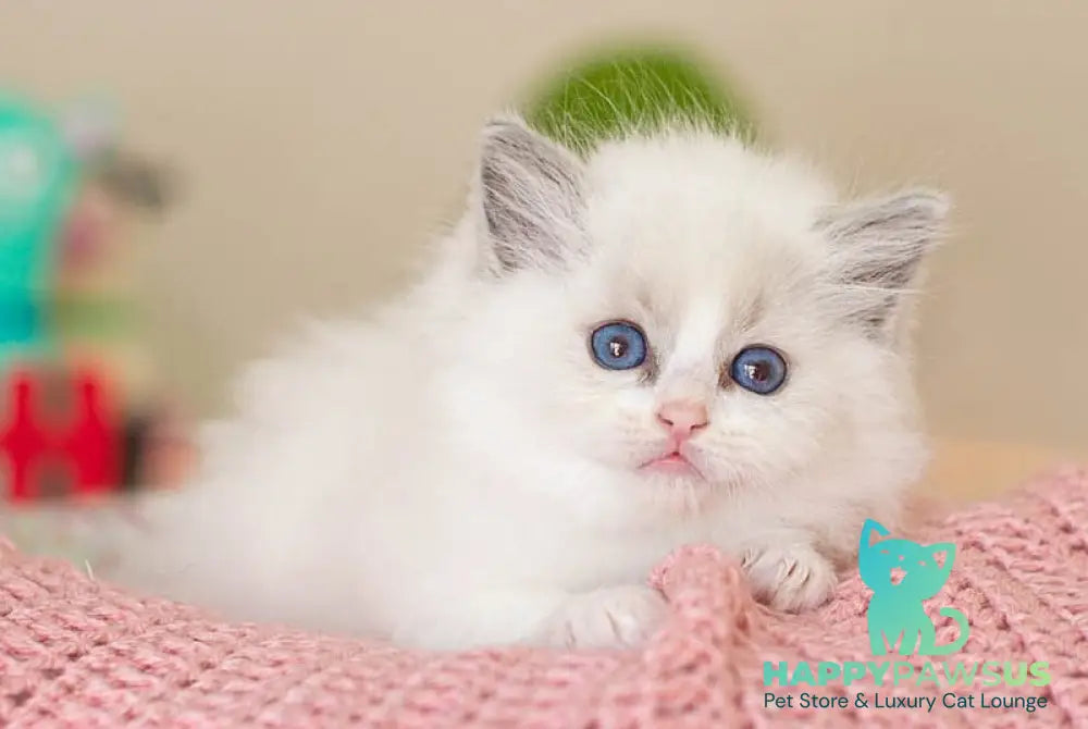 Vivian Ragdoll female blue bicolour - live animals