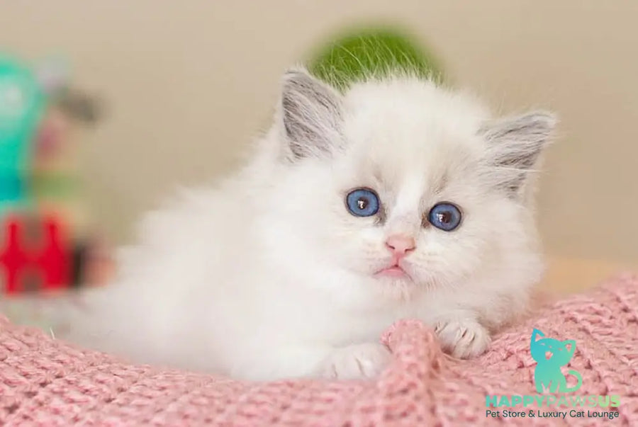 Vivian Ragdoll female blue bicolour - live animals