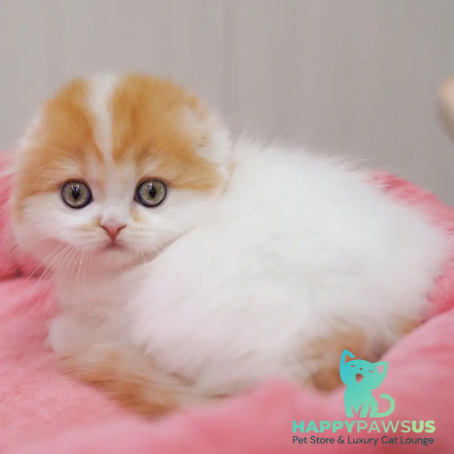 Vivienne Scottish Fold female red tabby van - live animals