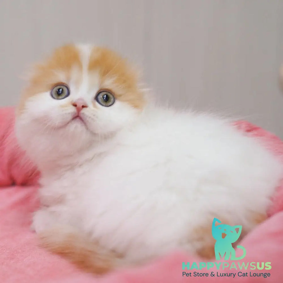 Vivienne Scottish Fold female red tabby van - live animals