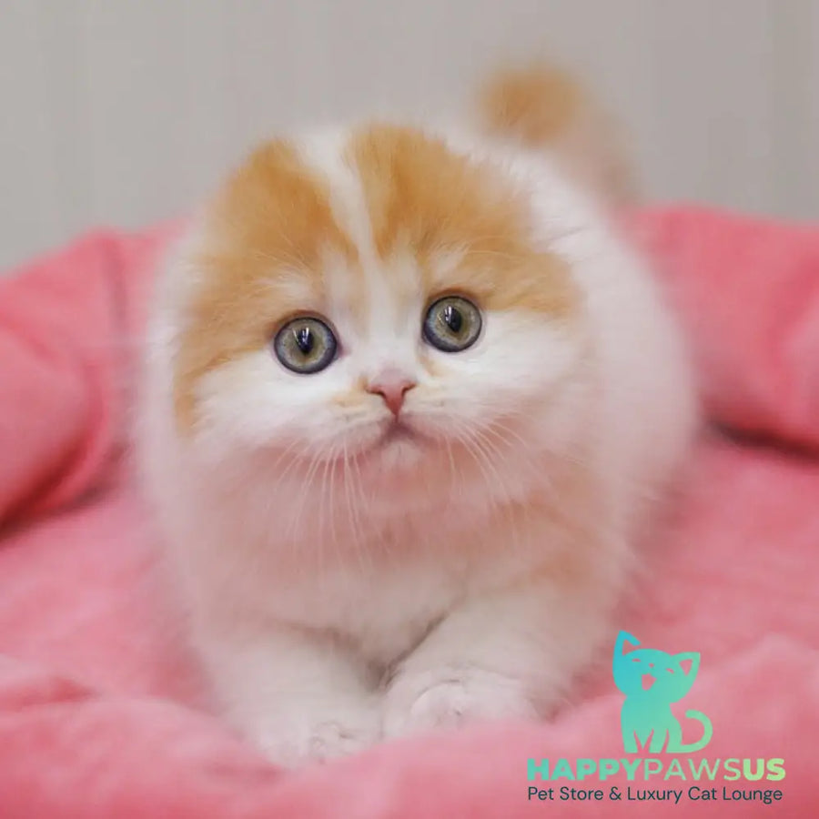 Vivienne Scottish Fold female red tabby van - live animals