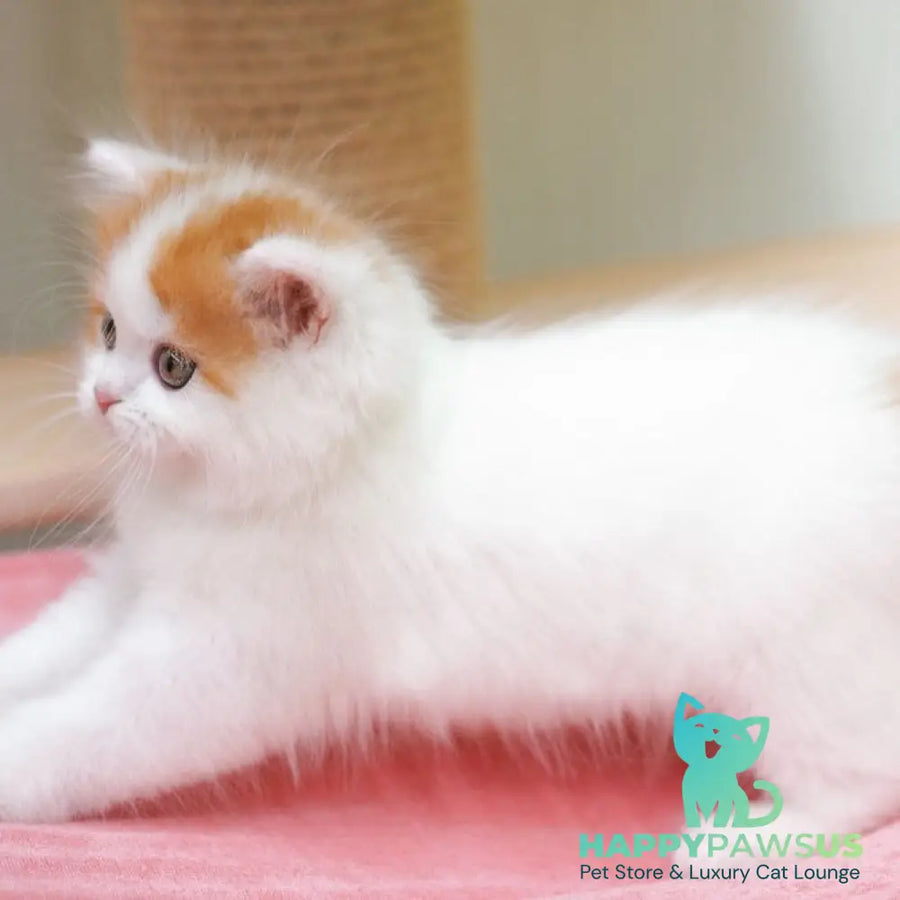 Vjick Scottish Straight male red tabby van - live animals