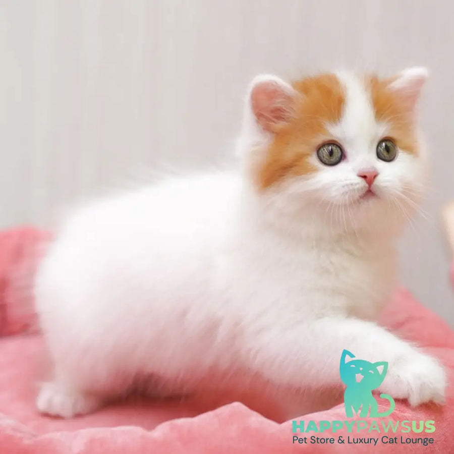 Vjick Scottish Straight male red tabby van - live animals
