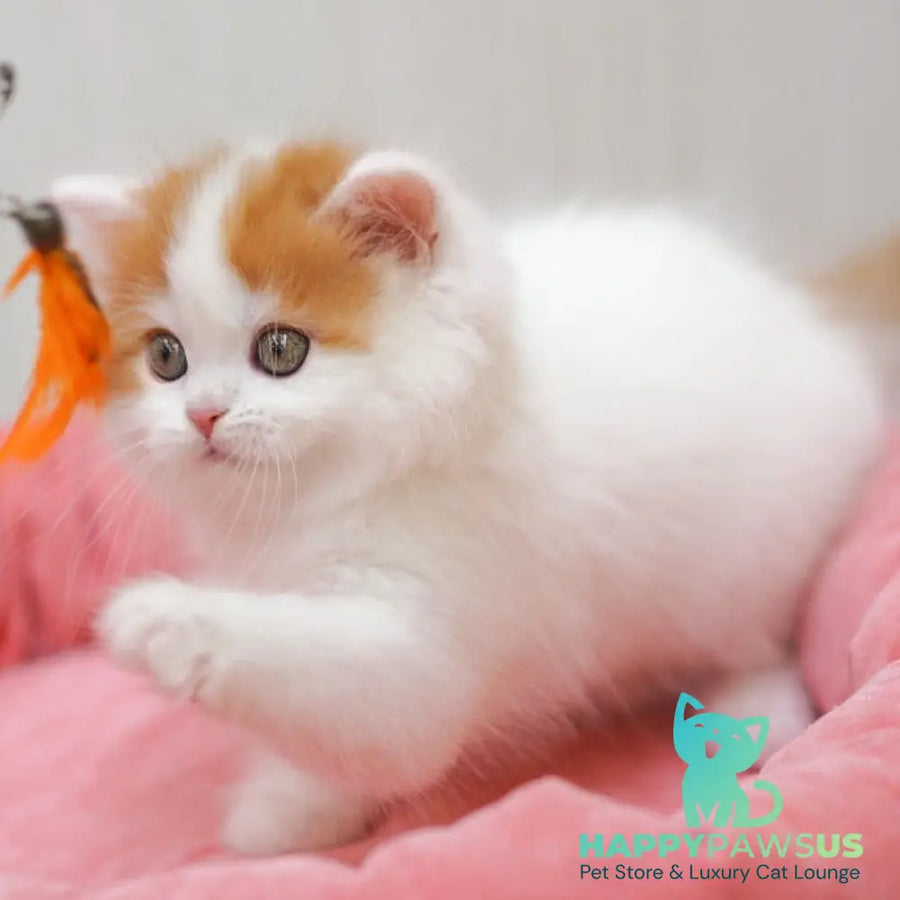 Vjick Scottish Straight male red tabby van - live animals