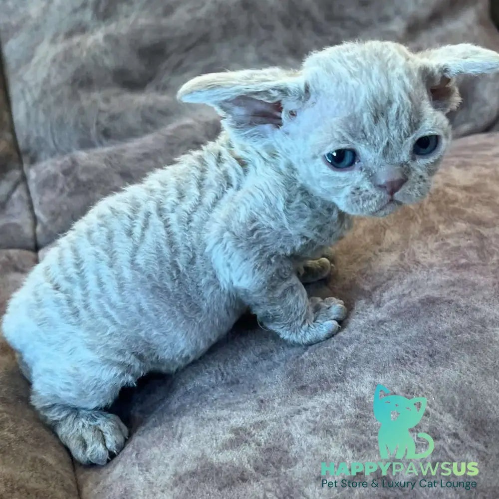 Vlad Devon Rex male lilac - live animals