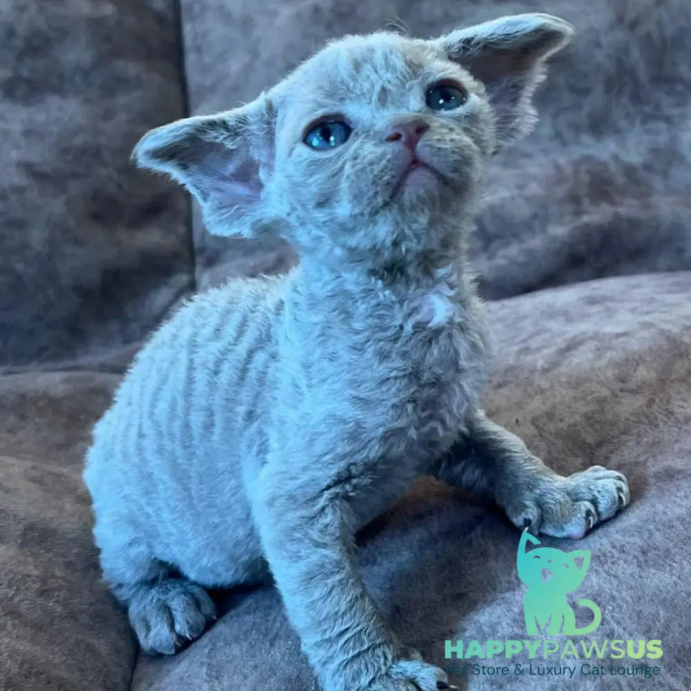 Vlad Devon Rex male lilac - live animals
