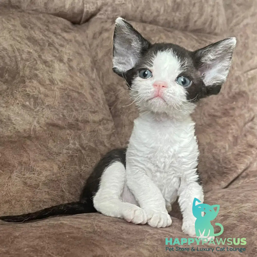 Vlada Devon Rex female black bicolour - live animals