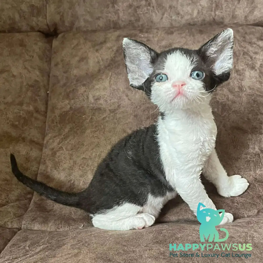Vlada Devon Rex female black bicolour - live animals