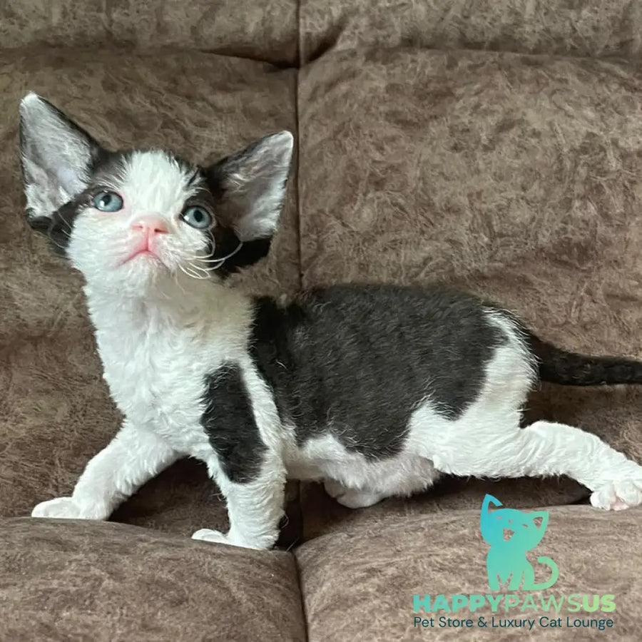 Vlada Devon Rex female black bicolour - live animals