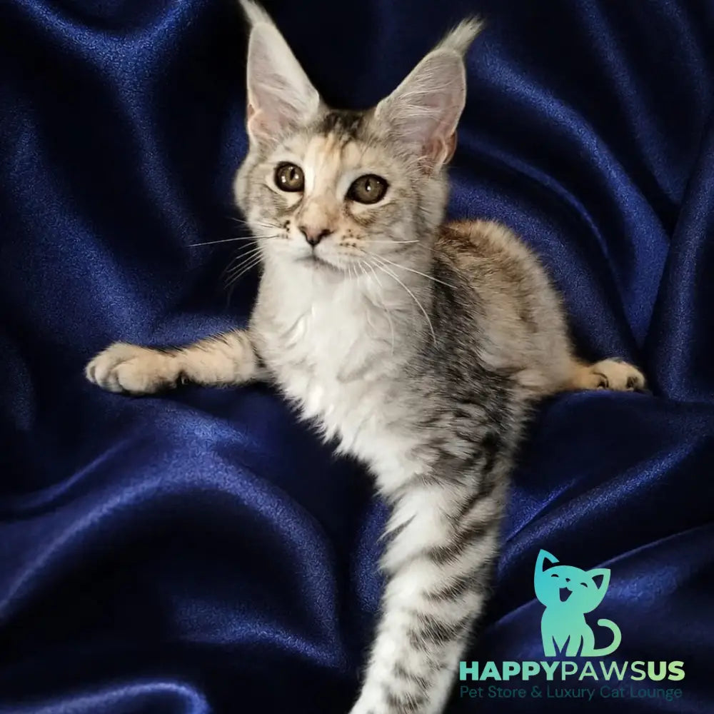Vlada Maine Coon female black tortie silver tabby - live animals