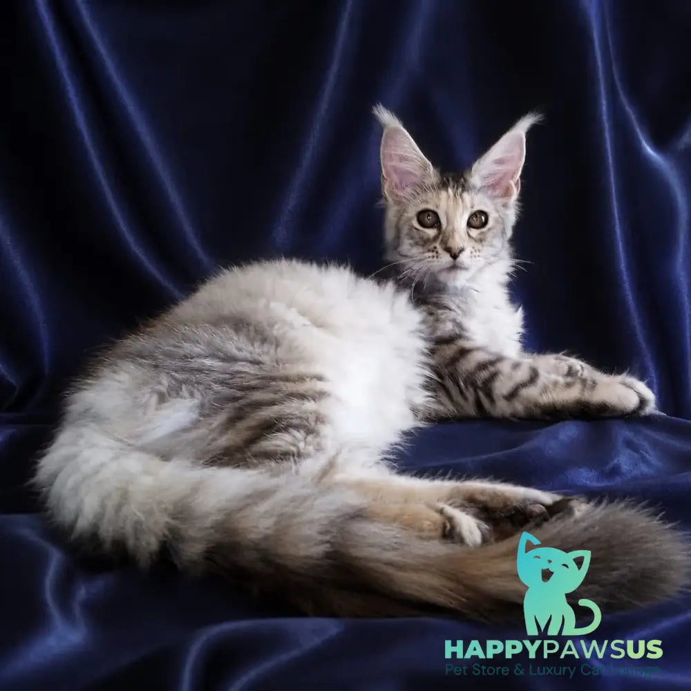 Vlada Maine Coon female black tortie silver tabby - live animals