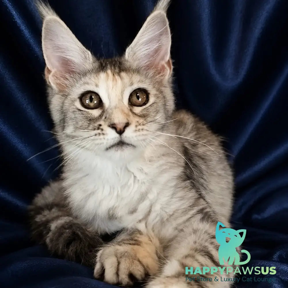 Vlada Maine Coon female black tortie silver tabby - live animals