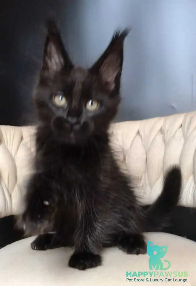Vlastelina Maine Coon female black - live animals