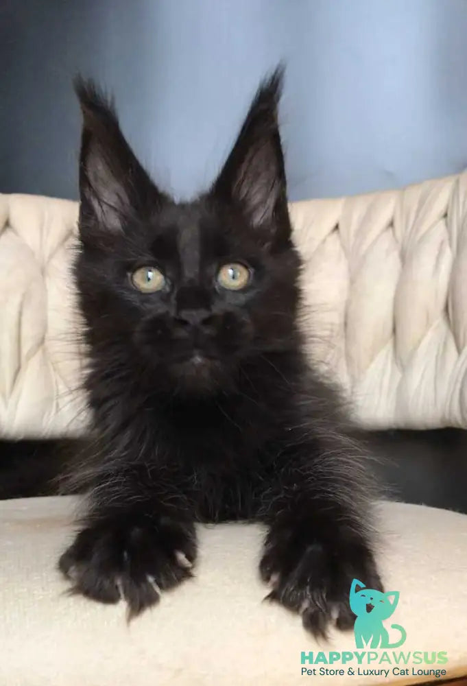 Vlastelina Maine Coon female black - live animals