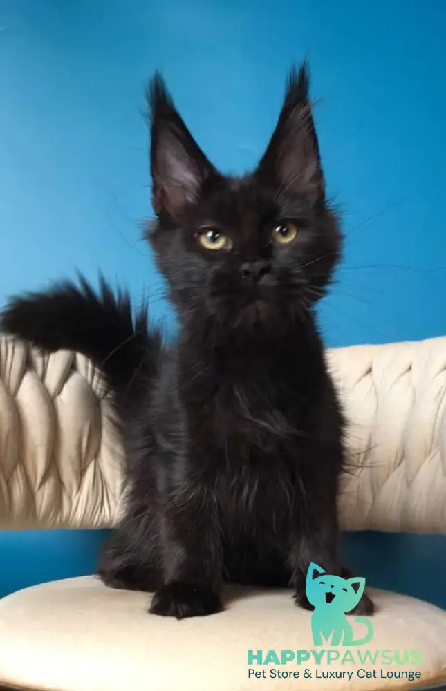 Vlastelina Maine Coon female black - live animals
