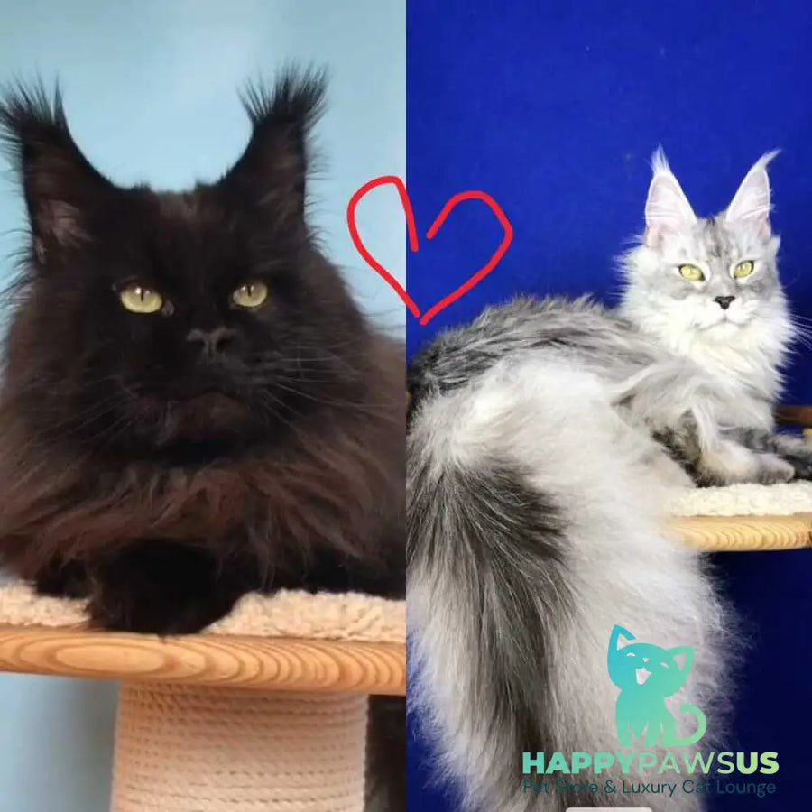 Vlastelina Maine Coon female black - live animals