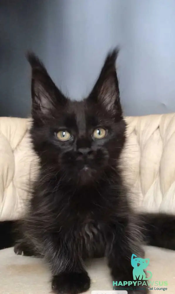 Vlastelina Maine Coon female black - live animals