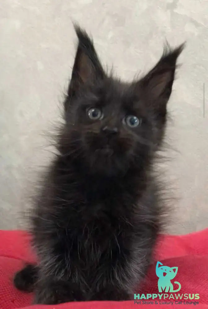 Vlastelina Maine Coon female black - live animals