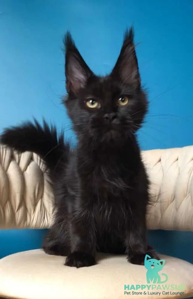 Vlastelina Maine Coon female black - live animals