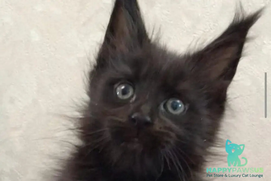 Vlastelina Maine Coon female black - live animals