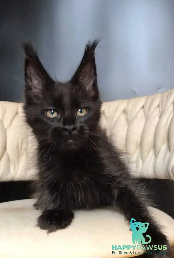 Vlastelina Maine Coon female black - live animals
